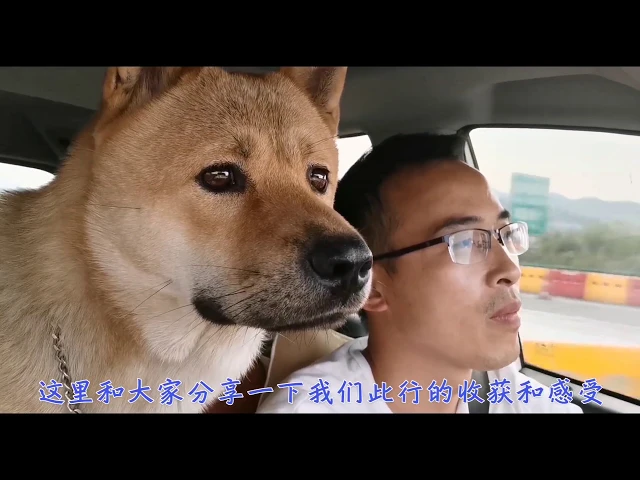 拯救中华田园犬: 偷毒杂化,不知不觉中,传统家犬离我们越来越远